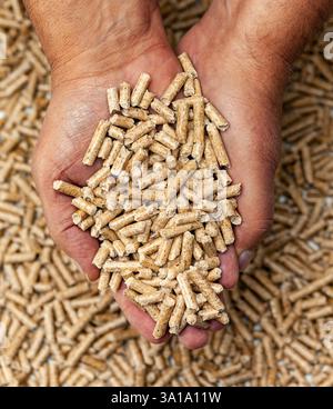 Alternative biofuel from sawdust wood pellets in hands. Stock Photo