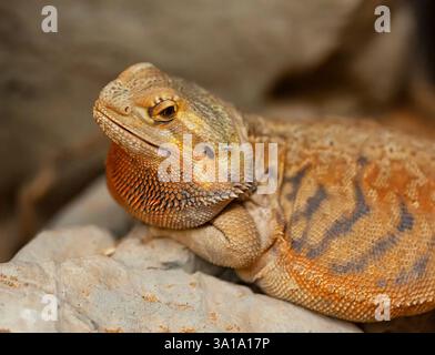 Detail of the head of agama in a terrarium, commonly called bearded dragon. Stock Photo