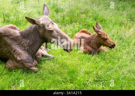A serene moment between a mother elk and her calf as they rest on a lush green meadow. The female elk watches over her young with care, while the calf Stock Photo