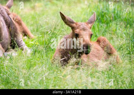 A young elk calf lays peacefully on a lush green meadow, surrounded by the beauty of nature. Its soft brown fur and delicate features highlight its in Stock Photo