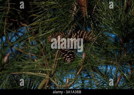 Pine cones growing on a pine tree and starting to pen  in the New Forest Hampshire England Stock Photo