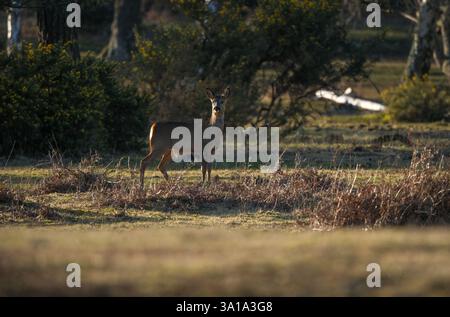 A New Forest deer caught in the spring sunshine amongst the brown ferns left over from winter on heath land on the edge of the forest. Stock Photo