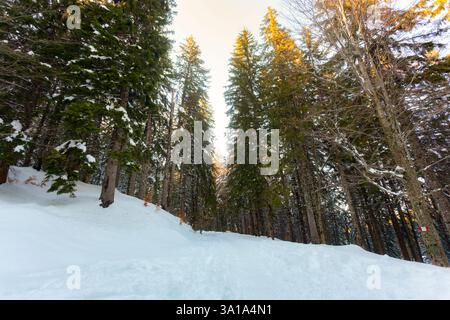 View from below the tops of pine trees against the sky. The branches of the trees are covered with white snow. Stock Photo