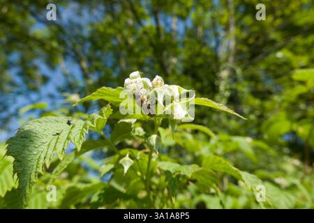 Raspberry (Rubus idaeus) - flowering shrub Stock Photo