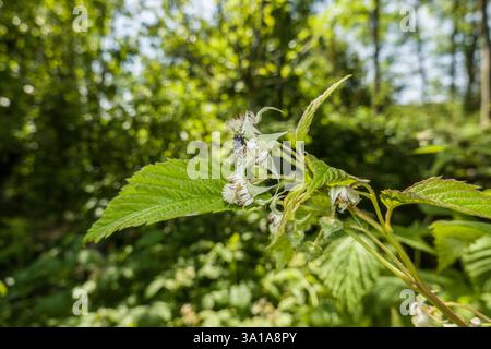 Raspberry (Rubus idaeus) - flowering shrub Stock Photo