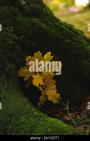 Small, young oak at the foot of a moss-covered tree Stock Photo