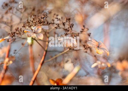 Last year's flowers of a climbing hydrangea (Hydrangea petiolaris) in winter Stock Photo