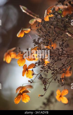 Last year's flowers of a climbing hydrangea (Hydrangea petiolaris) in winter Stock Photo