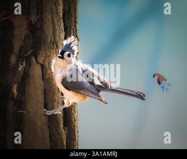 A small bird with striking black and white markings perches on the side of a tree trunk. The background is softly blurred, highlighting the bird's det Stock Photo
