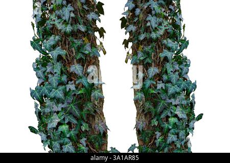 tree trunk entwined with ivy isolated on white background Stock Photo