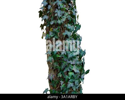 tree trunk entwined with ivy isolated on white background Stock Photo