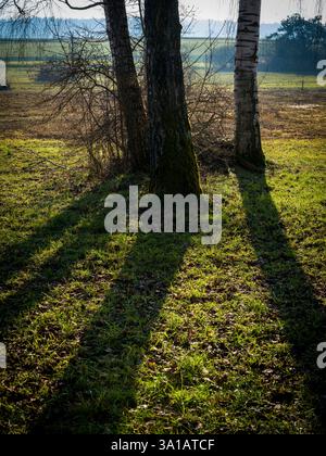 long tree shadows in the Katzensee nature reserve, Switzerland Stock Photo