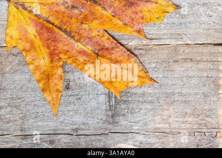 leaf, autumn coloring, wood background, text free space Stock Photo