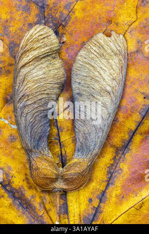 Close-up of a dry maple seed on an autumn leaf, still life, background from nature Stock Photo