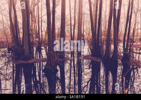 Trees in the marshy marshland near Nebel in Kirchwerder, Hamburg, Germany Stock Photo