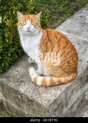 A sleepy ginger and white cat rests peacefully on a stone bench amidst green bushes, radiating a sense of calmness and contentment in an outdoor garde Stock Photo