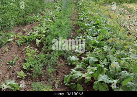 Beds with young carrots and beets in a rustic vegetable garden. Eco concept of natural products and harvesting in autumn, rustic lifestyle, selective Stock Photo