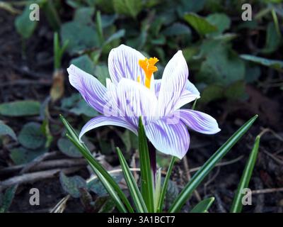 Isolated close-uup of a white and lilac striped crocus (crocus vernus) in a flower bed in the Rheinaue Park in Bonn, Germany in March Stock Photo