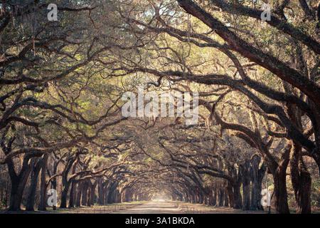Landscape of live oak trees covered in Spanish moss seen from southern United States in South Carolina Stock Photo