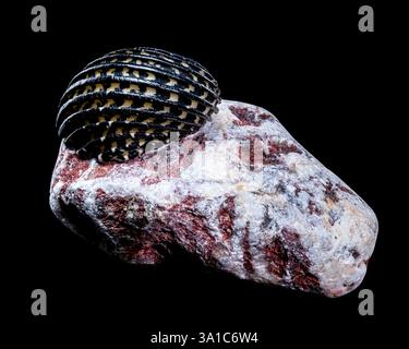 Close-up of a Neritodryas cornea shell with black and yellow stripes, placed on a polished stone against a black background. Perfect for nature and ma Stock Photo