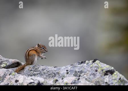 Least chipmunk (Neotamias minimus) perched on a lichen-covered rock, alert in its alpine habitat. Stock Photo