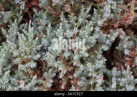 A close up of a tree with green leaves and brown tips. The leaves are spread out and appear to be in various stages of growth, with some being more vi Stock Photo
