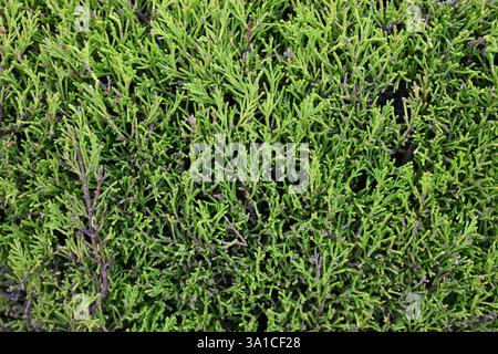 A green bush with many branches and leaves. The bush is full and lush Stock Photo