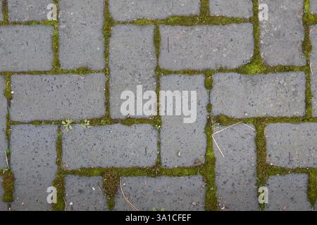 A brick wall with moss growing on it. The moss is green and has a natural look to it Stock Photo
