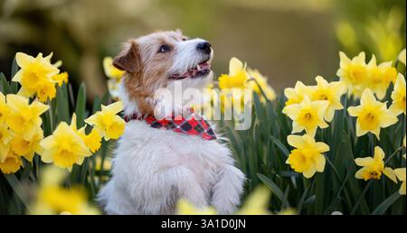 Happy cute smiling jack russell terrier pet dog face next to daffodil flowers in spring. Easter, springtime background. Stock Photo