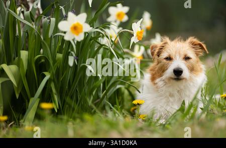 Happy cute smiling pet dog face next to daffodil flowers in spring. Easter, springtime background. Stock Photo