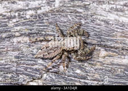 Fence post Jumping Spider Male (Marpissa muscosa), Salticidae. Sussex, UK Stock Photo