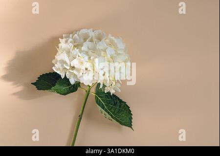 White hydrangea flowers delicate romantic floral background with place for text. Beautiful floral background for birthday, wedding, women's, mother's Stock Photo