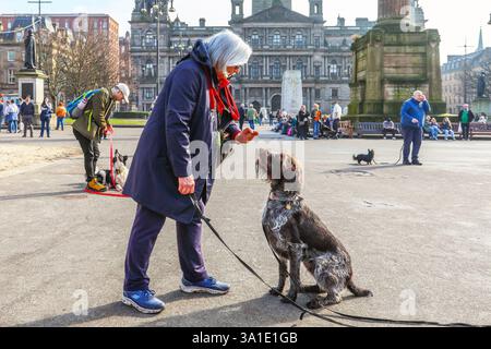 Glasgow, UK. 08th Mar, 2025. Members of the Canine Ambassadors dog training club, brought their dogs to George Square, Glasgow, Scotland, UK to familiarise their dogs with busy situations in a city centre environment. Their training attracted a crowd of interested spectators. Julie, from Glasgow, rewards her 4 year old German Wirehaired Pointer called Hamish for his good behaviour. Credit: Findlay/Ģ����ý Live News Stock Photo