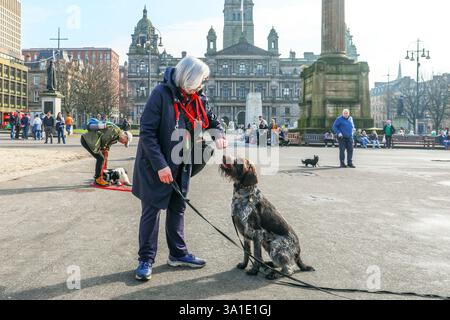 Glasgow, UK. 08th Mar, 2025. Members of the Canine Ambassadors dog training club, brought their dogs to George Square, Glasgow, Scotland, UK to familiarise their dogs with busy situations in a city centre environment. Their training attracted a crowd of interested spectators. Julie, from Glasgow, rewards her 4 year old German Wirehaired Pointer called Hamish for his good behaviour. Credit: Findlay/Ģ����ý Live News Stock Photo