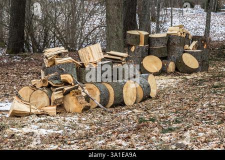 the tree trunk is sawn into many logs as preparation for firewood Stock Photo