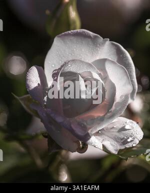 branch with white rosebud and water drops after rain Stock Photo