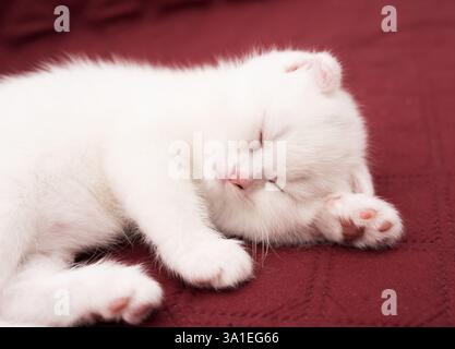 A white cat sleeps on a red blanket. Stock Photo