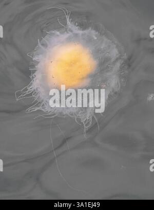 Fried Egg or Egg-yolk Jellyfish (Phacellophora camtschatica) Stock Photo