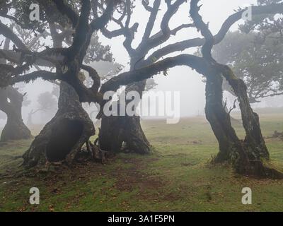 Majestic ancient trees in the fog Laurel Fanal forest on Madeira Island, Portugal Stock Photo
