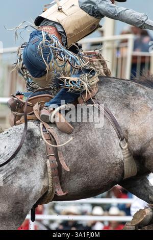 Saddle bronc rider in action at Mt Garnet Rodeo. Mt Garnet, Queensland ...
