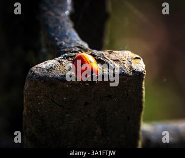 Macro shot of Ladybird walking on a moss covered metal rail. Stock Photo