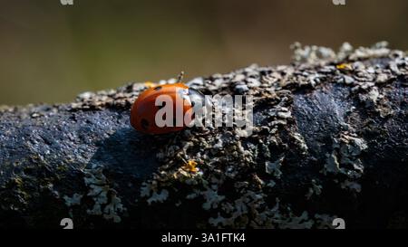 Macro shot of Ladybird walking on a moss covered metal rail. Stock Photo