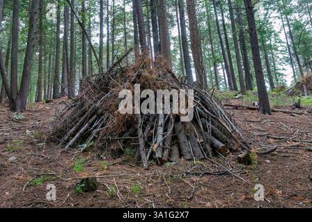 Wildfire prevention: fallen trees and branches are gathered and put in a pile, Mt. Lemmon, Tucson, Arizona, USA Stock Photo