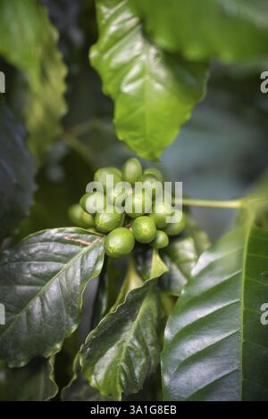 Coffee plant, Arabica coffee, with stone fruits, coffee cherries at an early stage of ripeness Stock Photo