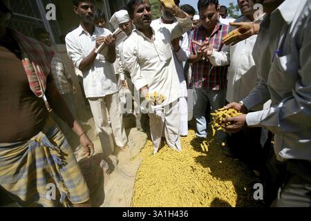 Traders trading haldi (turmeric) at Sangli market in Maharashtra, India, Asia Stock Photo