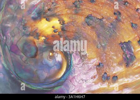 Abalone shell against sun, California, U.S.A. United States of America Stock Photo