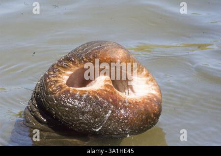 Close of trunk of elephant in pond in jungle near Mysore, Karnataka, India, Asia Stock Photo