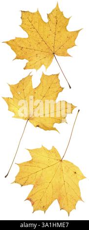 Leaf on wihite Stock Photo