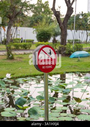 A pink-tipped white lotus flower blooms in a pond, surrounded by large, round green leaves and several lotus buds. The background shows a green grassy Stock Photo