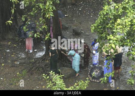 Aerial view of women worshiping banyan tree (Indian fig) in heavy rain, Vat Savitri festival celebrated by married women only on Hindu month of Jyesht Stock Photo